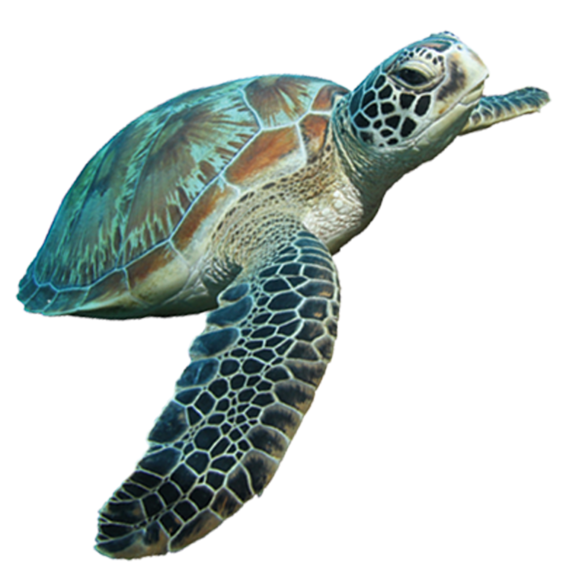 a green turtle swimming in the ocean