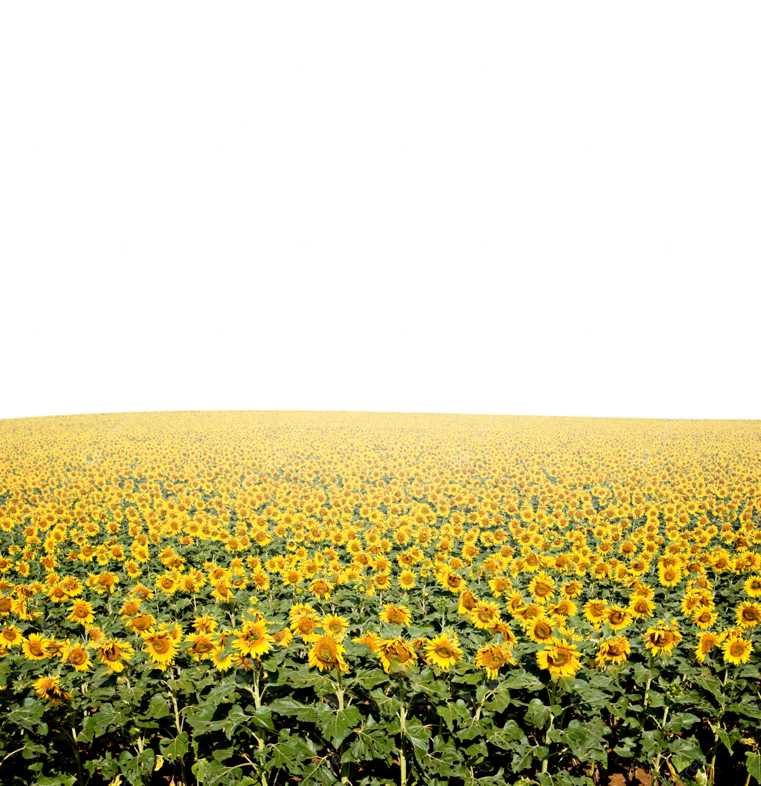 a field of sunflowers