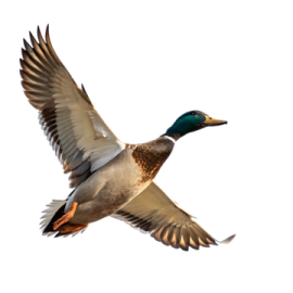 a duck flying in the air with its wings spread