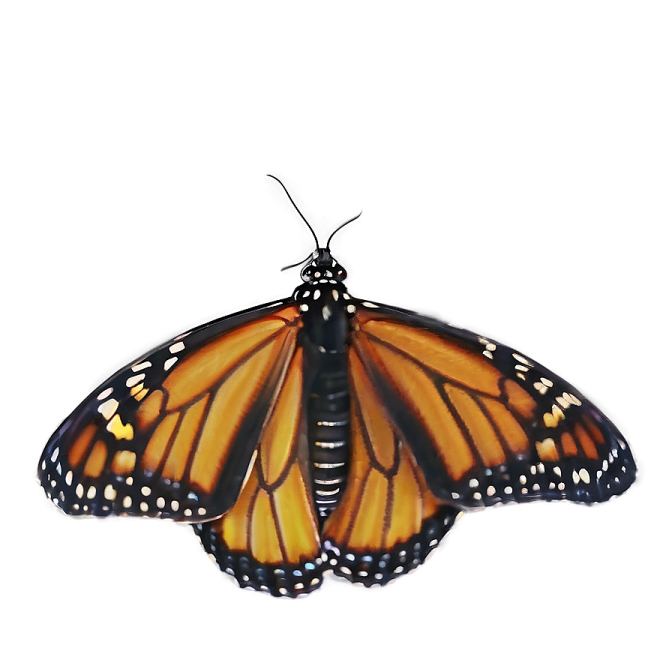a monarch butterfly on a white background