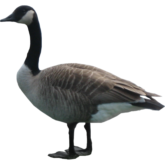 a goose standing on the ground