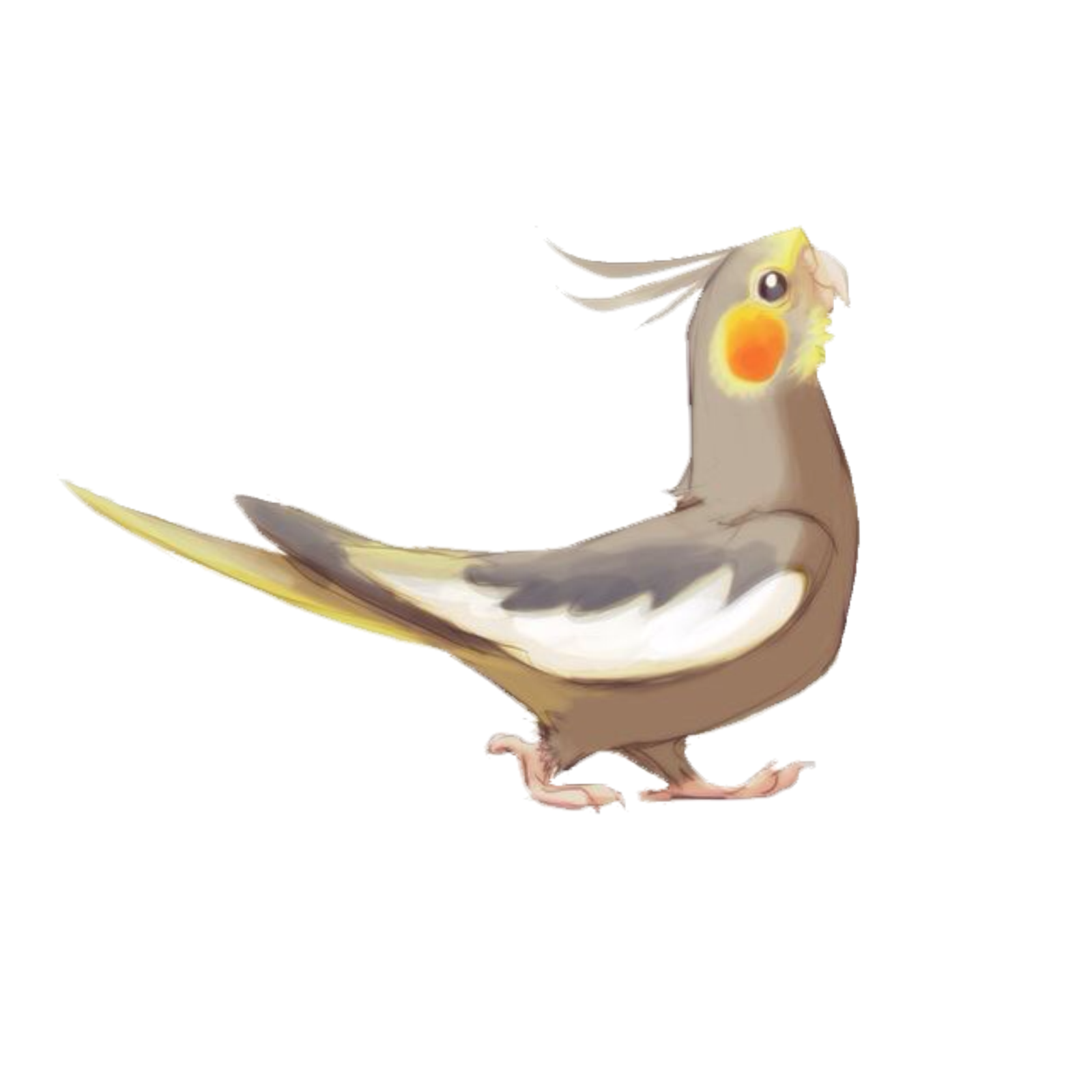 an illustration of a bird on a white background