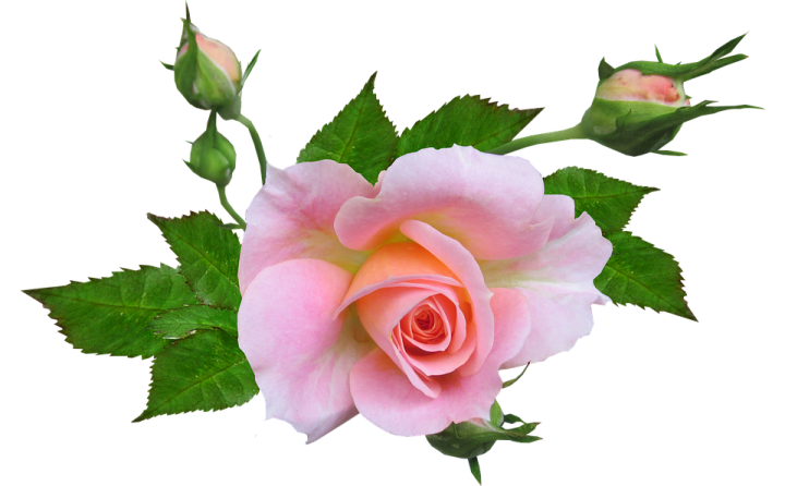 a pink rose on a white background