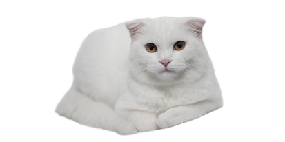 a white cat laying down on the floor