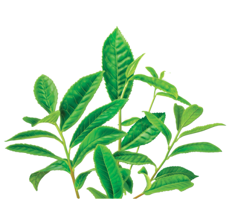 a plant with green leaves on it