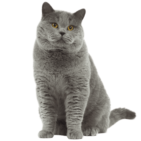 a gray cat sitting down and looking at the camera