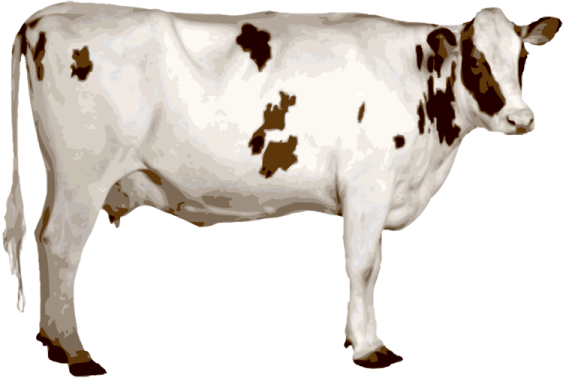 a cow standing in front of a white background