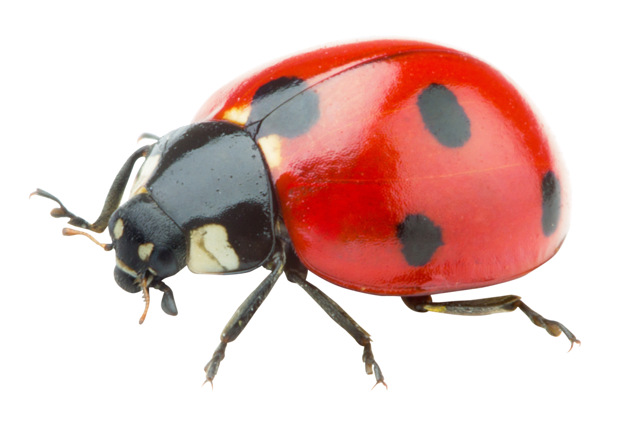 a ladybird beetle on a white background