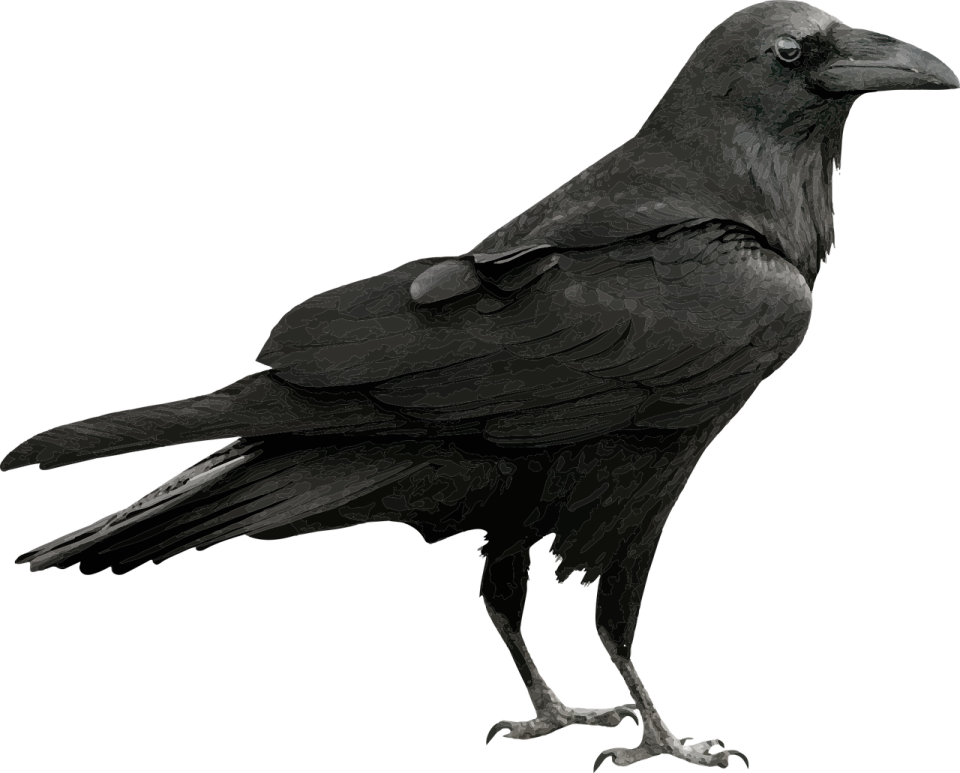 a black bird sitting on top of a white surface