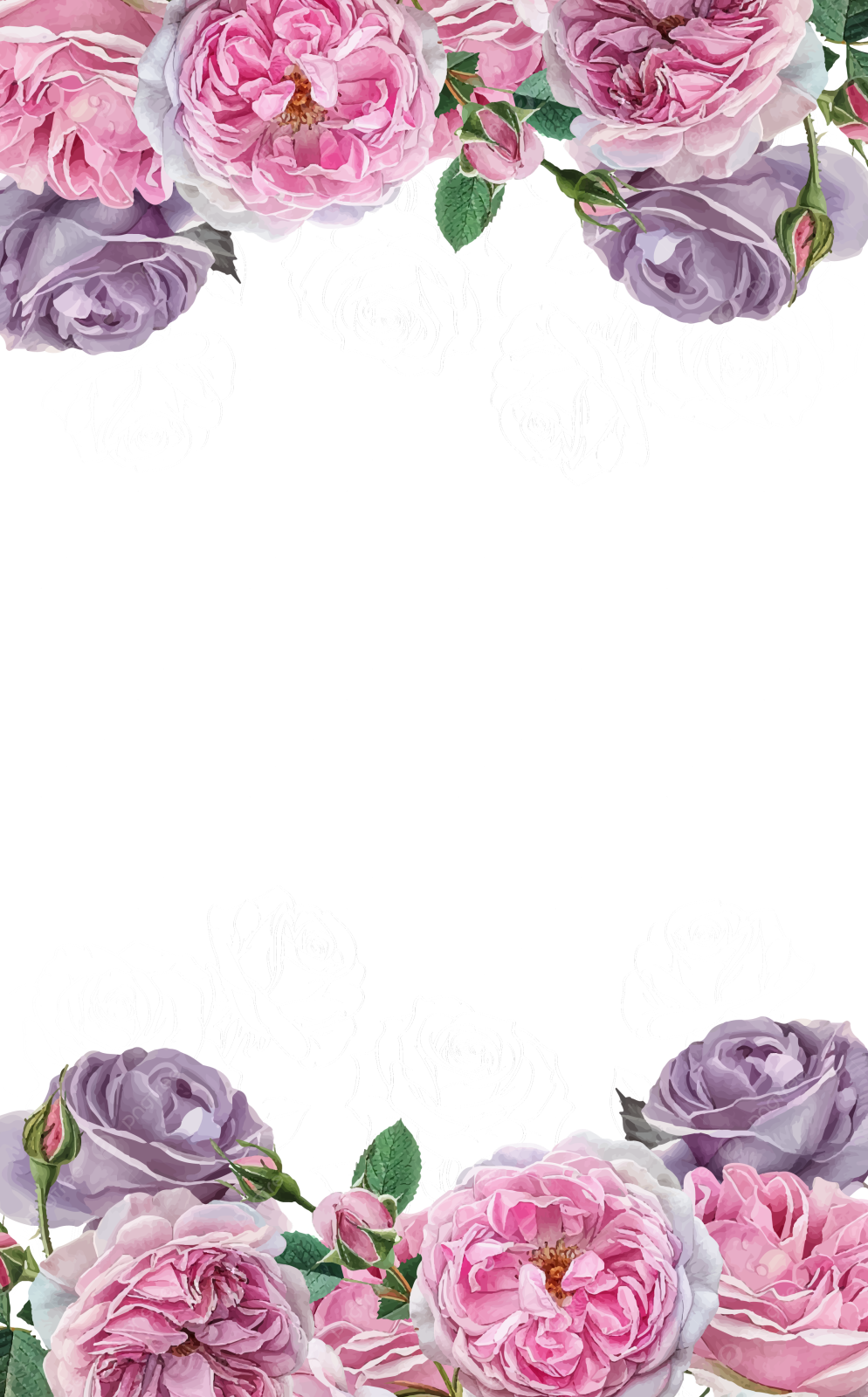 pink and purple roses on a white background