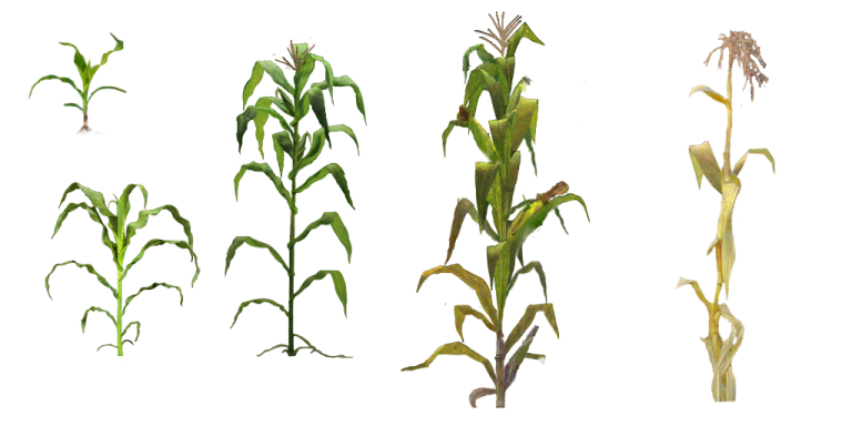 a bunch of corn