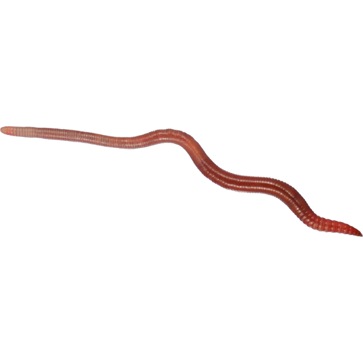 a worm on a white background