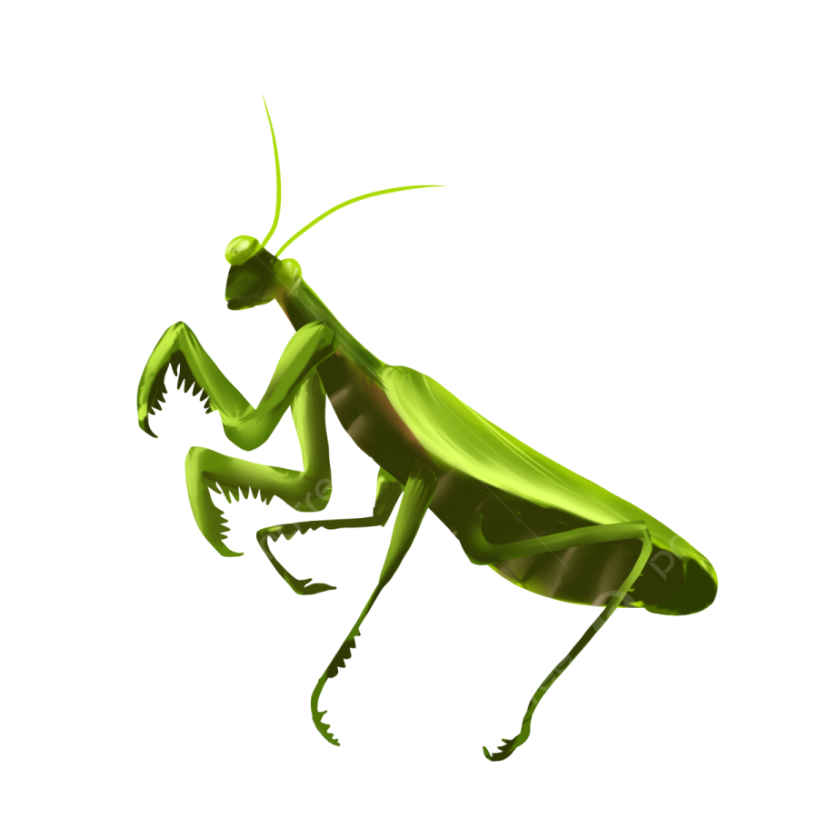 a green praying mantis on a white background