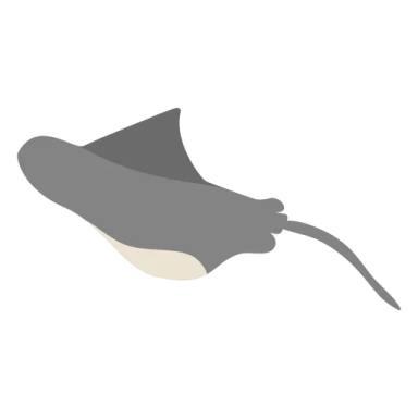 an image of a manta ray