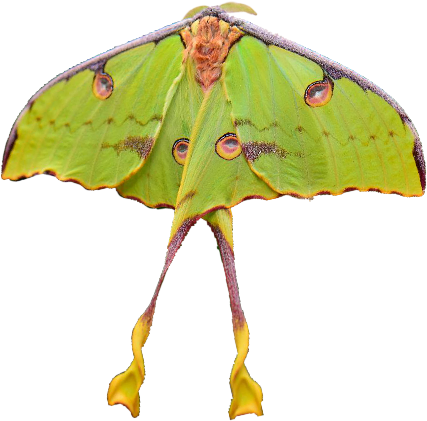 a green moth on a white background