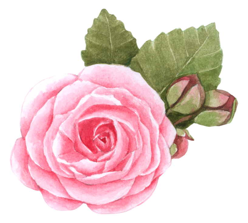 a watercolor painting of a pink rose