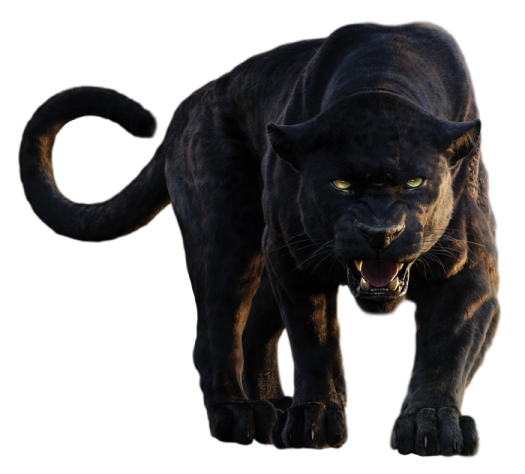 a black panther walking towards the camera
