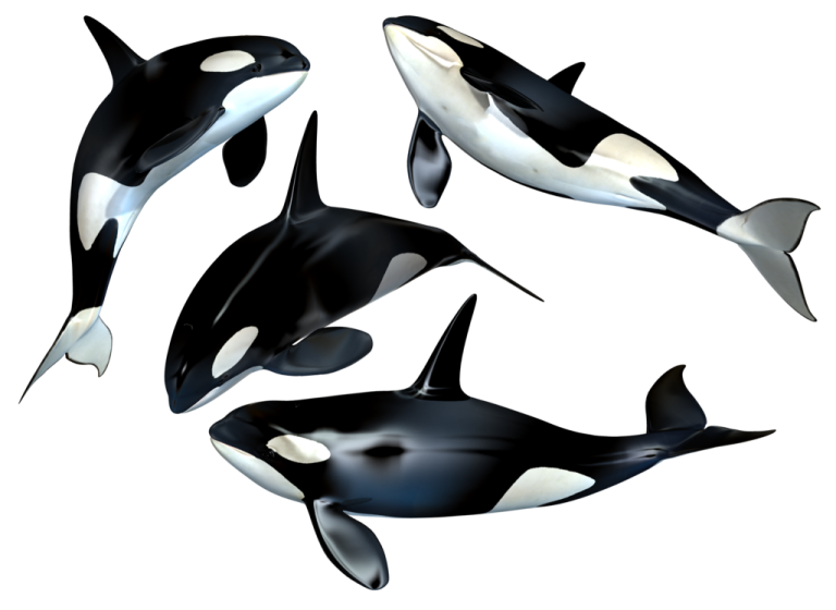 a group of orca whales