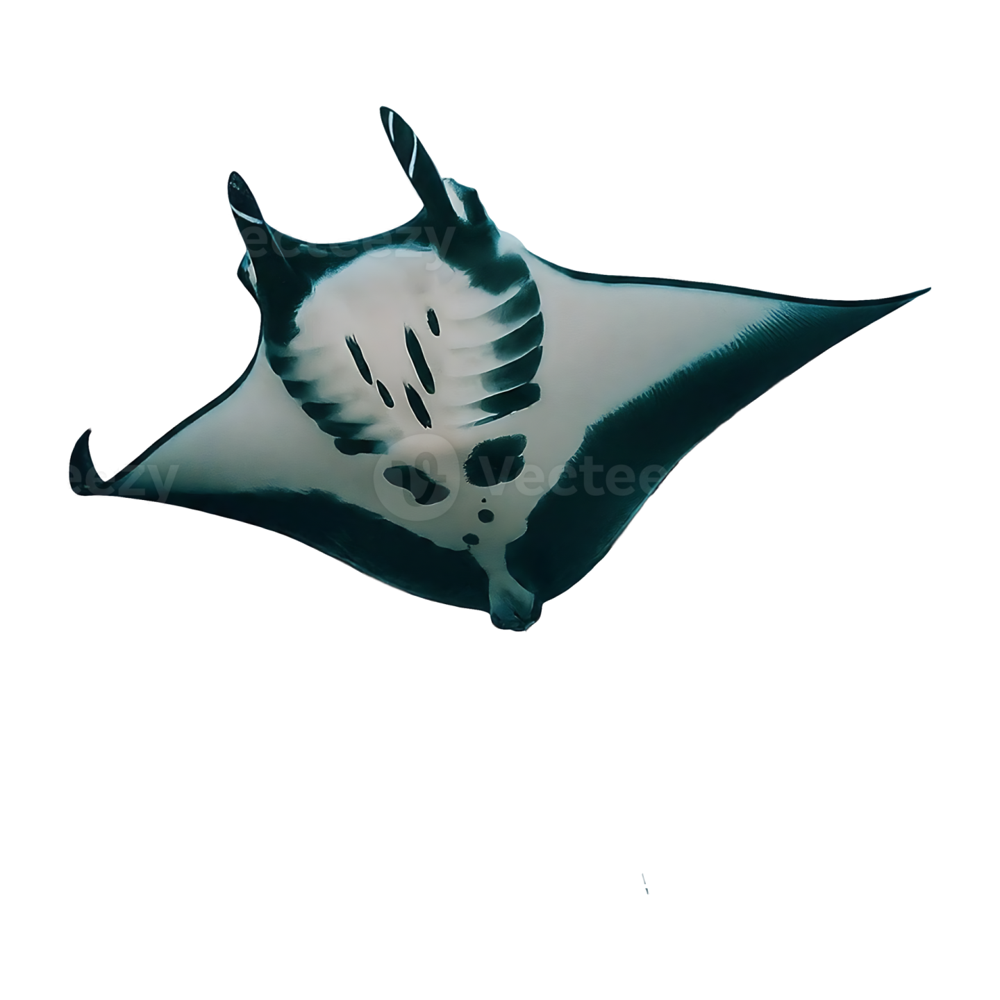 a black and white manta on a white background