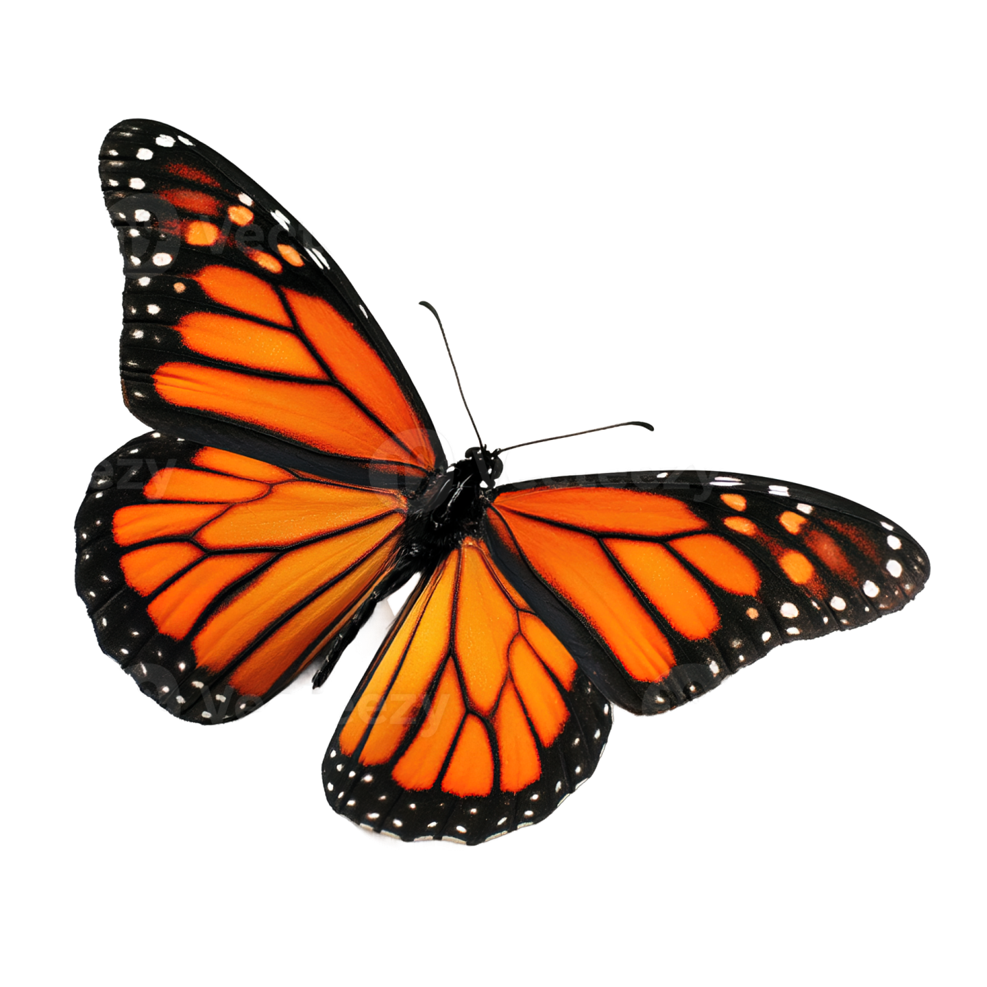a monarch butterfly on a white background