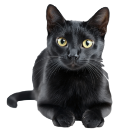 a black cat with yellow eyes laying down