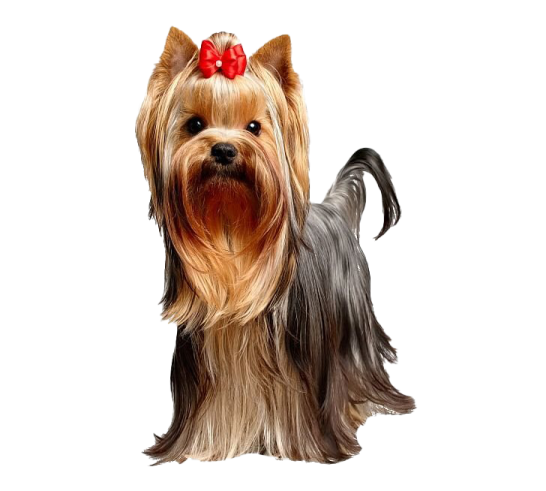 a small dog with a red bow on its head