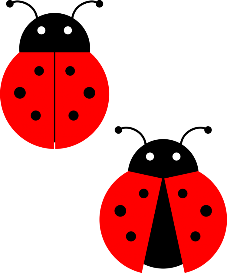 lady bug clipart free cliparts ladybug