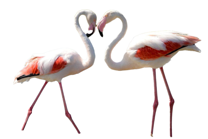 two flamingos standing side by side