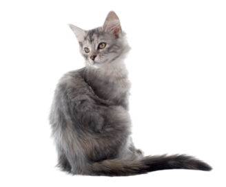 a gray kitten sitting on its hinds