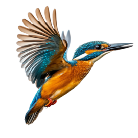 a bird flying in the air with its wings spread