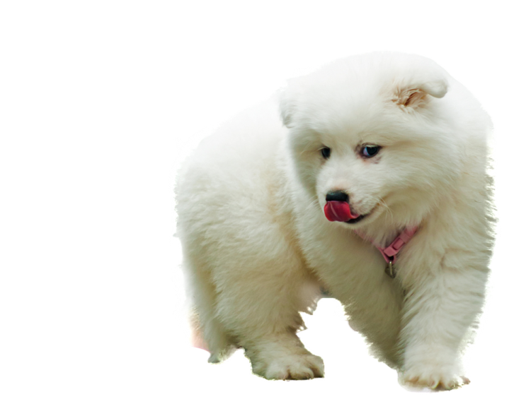 a small white dog standing next to a leash