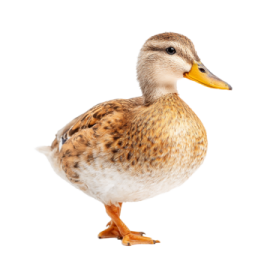 a duck standing in front of a white background