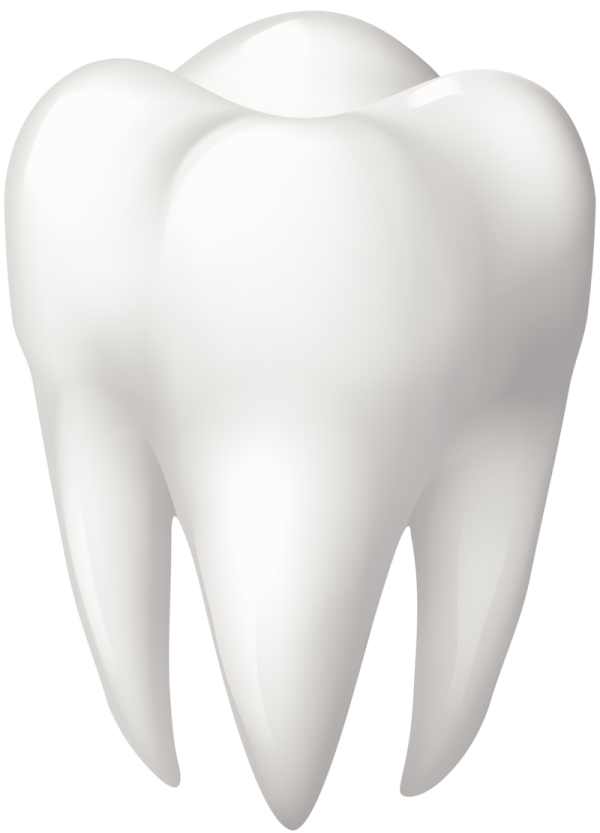 a tooth on a white background