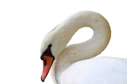 a close up of a swan's head
