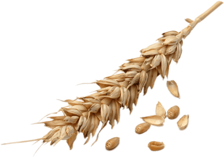a bunch of wheat on a white background