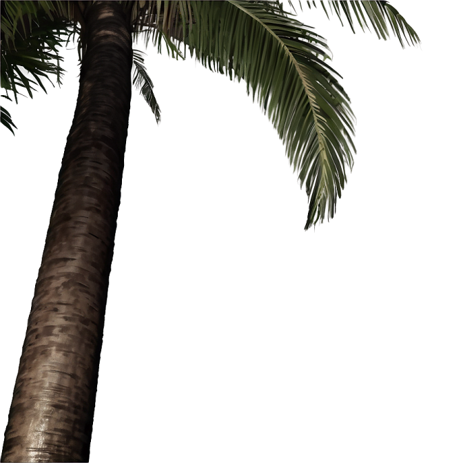 a palm tree on a white background