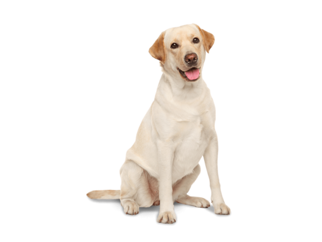 a dog sitting on the floor with its tongue out