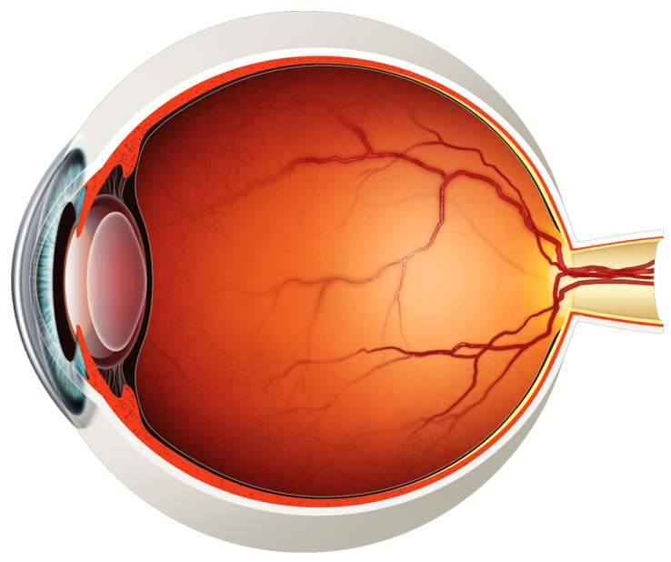 the structure of the eye