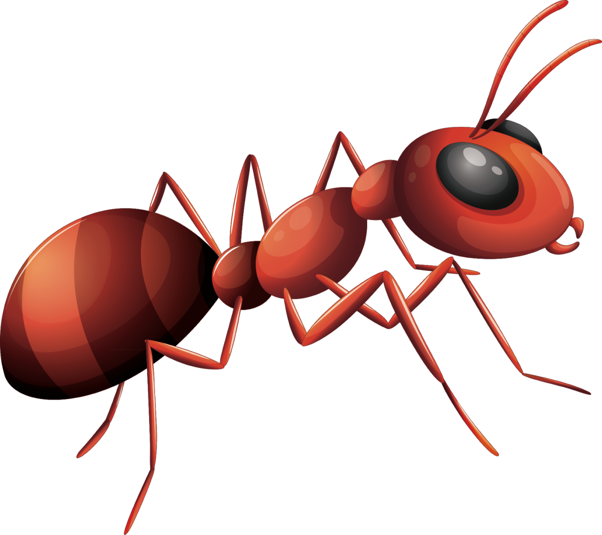 illustration of a red ant ant