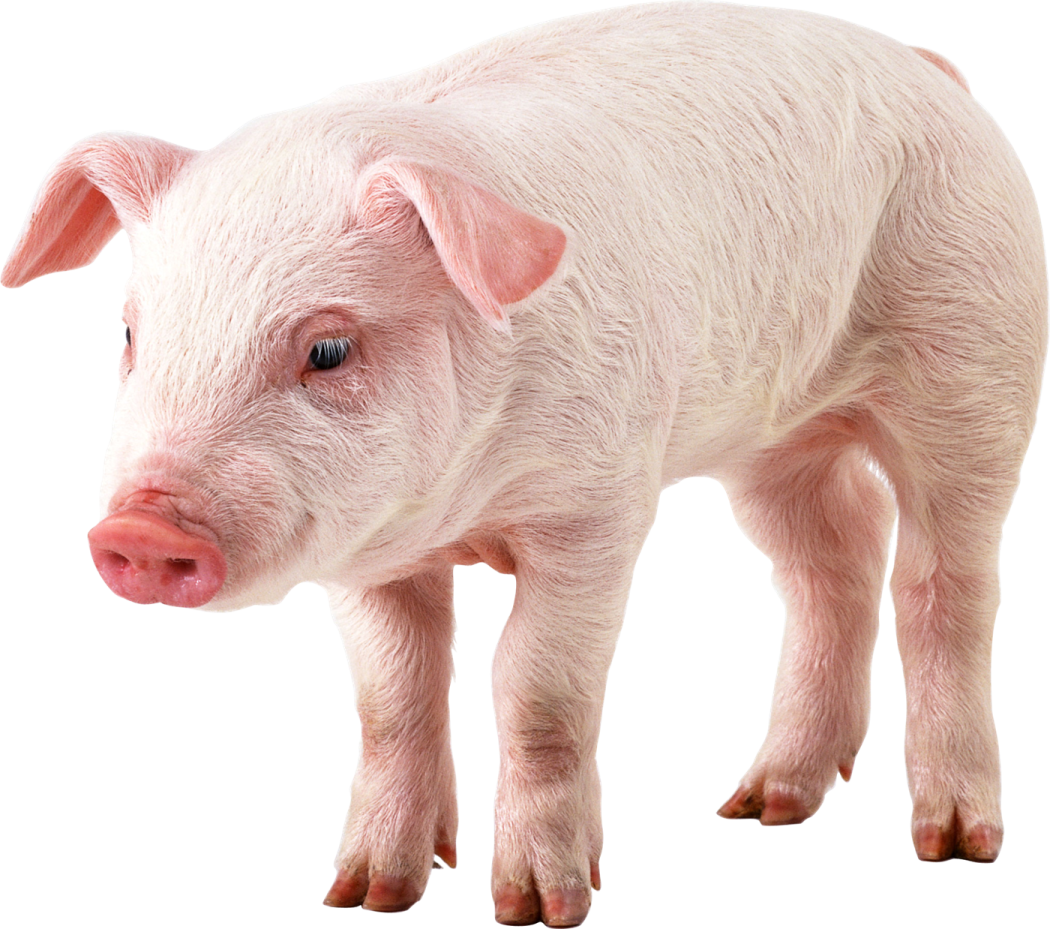 a small pig standing on a white surface