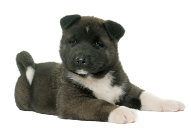 a black and white puppy laying down on the ground