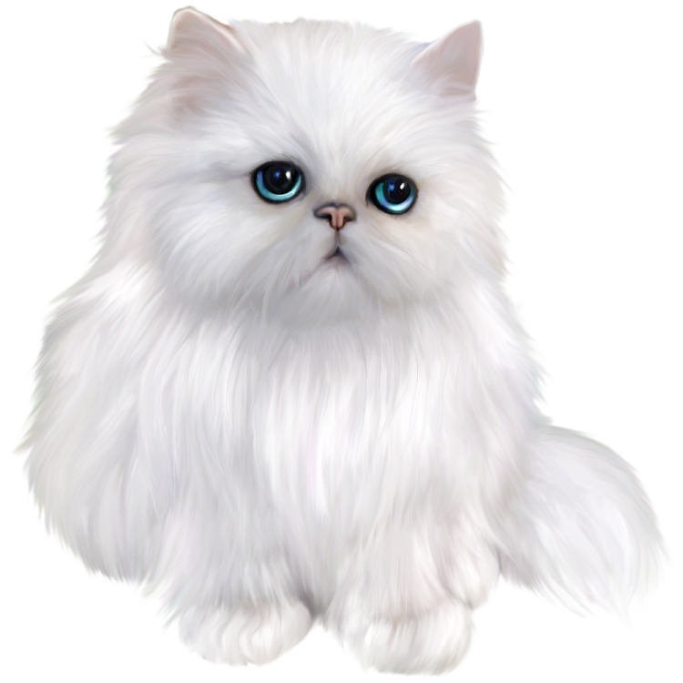 a white cat with blue eyes