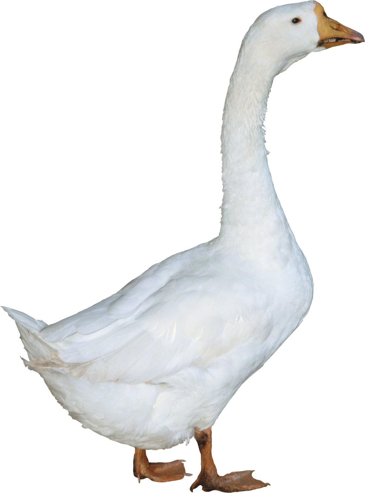 a white duck