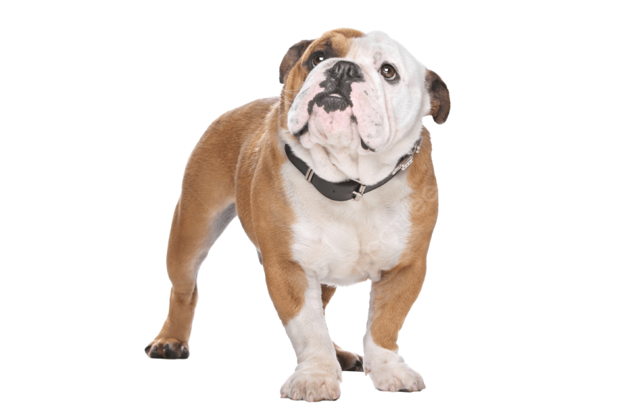 a brown and white dog with a black collar