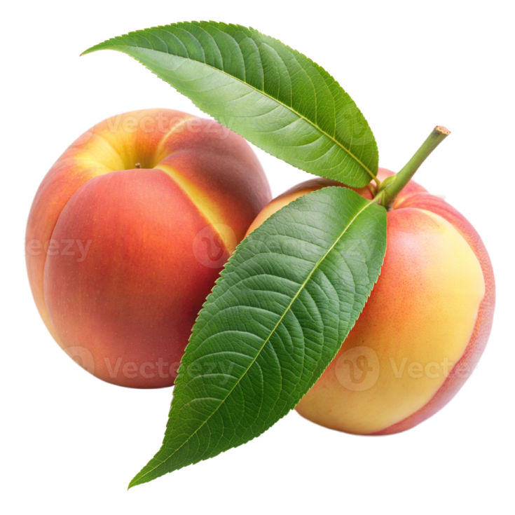 two peaches with leaves on a white background