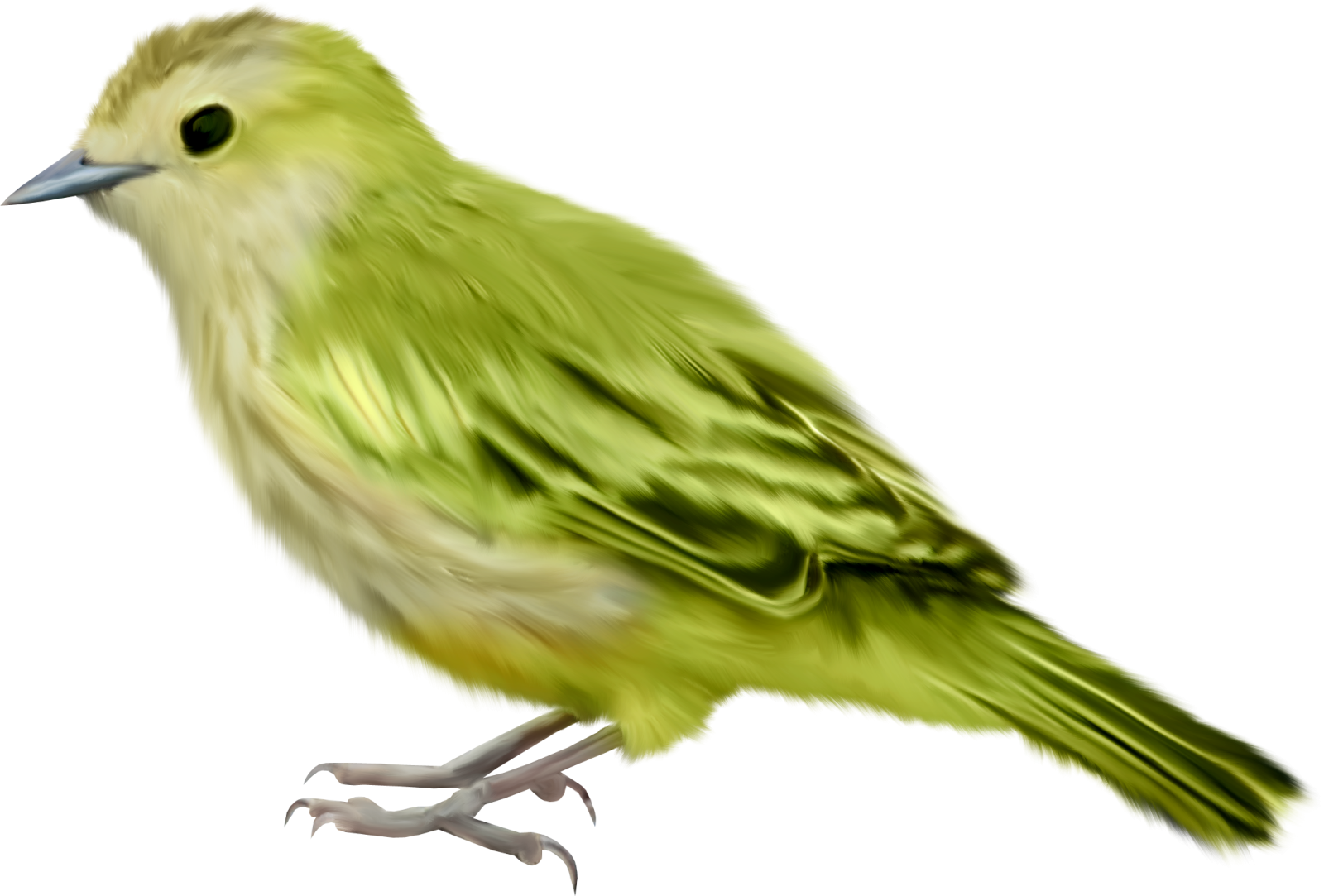 a green bird sitting on a white surface