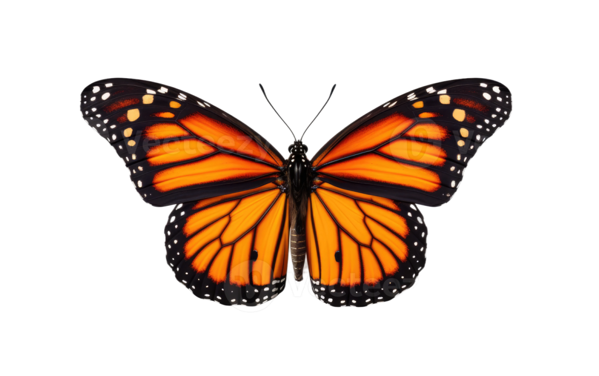 a monarch butterfly on a white background