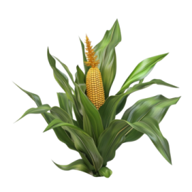 a bunch of corn on a white background