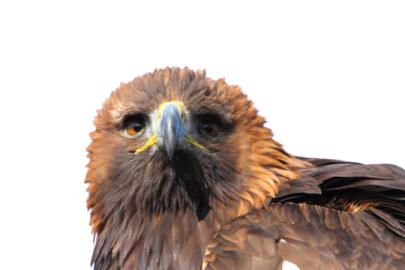 a close up of a bird on a white background