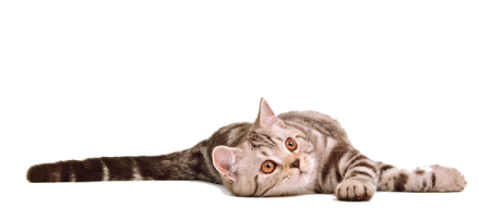 a cat is laying down on the floor